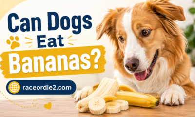 Can Dogs Eat Bananas