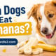 Can Dogs Eat Bananas
