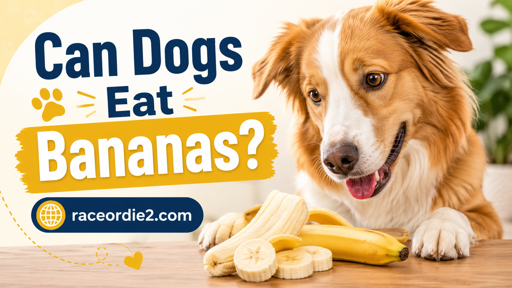 Can Dogs Eat Bananas