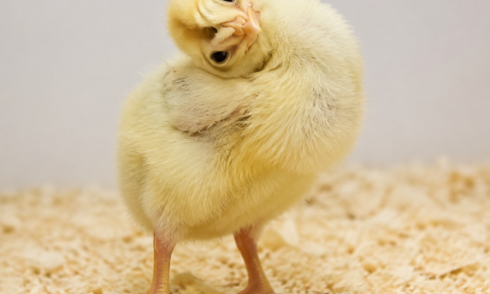 Wry Neck Chick