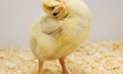 Wry Neck Chick