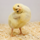 Wry Neck Chick