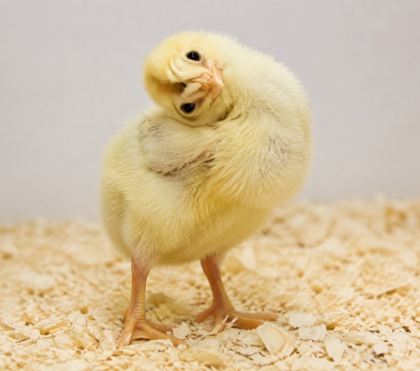 Wry Neck Chick